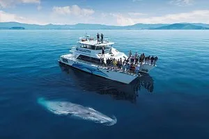 Auckland Dolphin and Whale Watching Eco-Safari Cruise