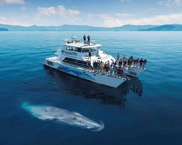 Auckland Dolphin and Whale Watching Eco-Safari Cruise